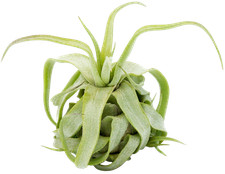 Tillandsia streptophylla tilla gebraucht kaufen  Duisburg