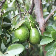 Persea americana fuerte d'occasion  Pouzauges