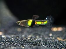Endler tigre coppia usato  Concesio
