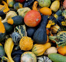Gourd large small for sale  Sevierville
