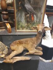 Taxidermy small fallow for sale Taxidermy small fallow for sale  KINGSWINFORD