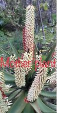 White flower aloe for sale  Carlsbad
