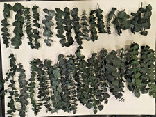 Eucalyptus stems flowers for sale  Hanska
