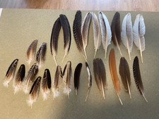 Lot peahen feathers for sale  Lee