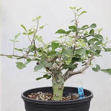 Succulent plants commiphora d'occasion  Expédié en Belgium