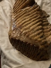 Fossilized large mammoth for sale  Hutchinson