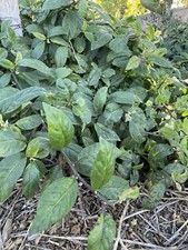 Longevity spinach cuttings for sale  Bonita