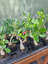 Adenium obesum desert for sale  Mission