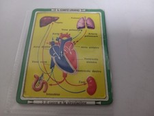 Corpo umano scheda usato  Soverato