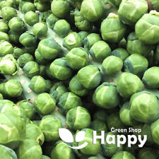 Vegetable brussel sprouts for sale  DONCASTER