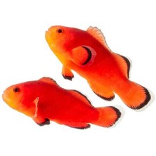Pack naked ocellaris for sale  Haslet