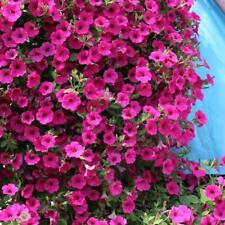 Trailing petunia lila gebraucht kaufen  Versand nach Germany