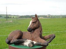 Country artists foal for sale  PERTH