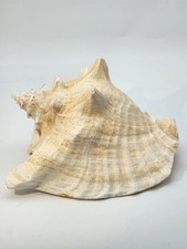 Natural queen conch for sale  Cameron