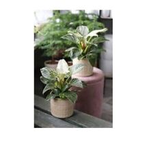 Birkin philodendron variegated for sale  Mira Loma