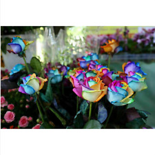 Semi rosa arcobaleno usato Semi rosa arcobaleno usato  Trappeto