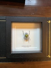 Taxidermy flower beetle for sale  WILMSLOW