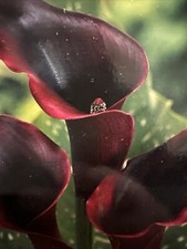 Black zantedeschia scwarzwalde for sale  CANNOCK