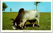 Postcard brahman bull for sale  Stevens Point