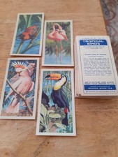 Tropical birds brooke for sale  OAKHAM