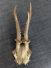 Geweih gehörn reh gebraucht kaufen  Eschwege