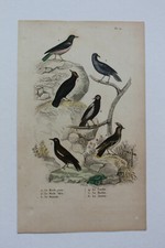 Birds engraving mid d'occasion  Expédié en Belgium