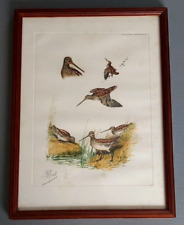Lithographie étude bécasse d'occasion  Cenon