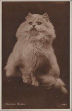 Rppc postcard cat for sale  Collegeville