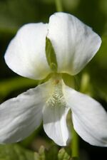 Usado, 15 sementes de violeta azul florida branca ~ Viola sororia ~ Nativa *Frete grátis dos EUA* comprar usado  Enviando para Brazil