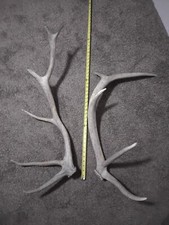 Elk 5x6 antlers for sale  Spokane