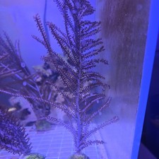 coral frag for sale coral frag for sale Los Angeles