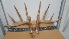 Sweet wild 162 for sale  Florence