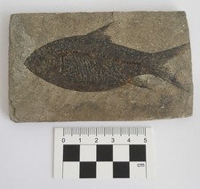 Fossil fish jianghanichthys for sale Fossil fish jianghanichthys for sale  ST. ALBANS