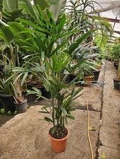 1x5 6ft rhaphis for sale  CLITHEROE
