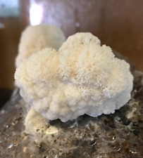 10ml lions mane for sale  LONDON