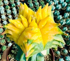 Astrophytum myriostigma kikko d'occasion  Expédié en France