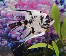Pack platinum panda for sale  Sun Valley