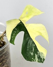 Schöne rhaphidophora tetraspe gebraucht kaufen  Obertshausen