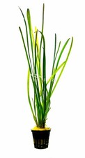 Vallisneria spiralis leopard usato  Resana
