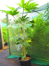 6ft inc. pot for sale  OXFORD