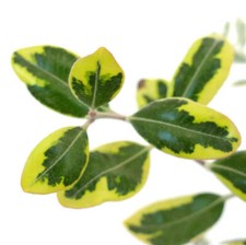 Metrosideros excelsa variegato usato  Napoli