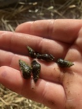 100 pond snails for sale  Hardinsburg