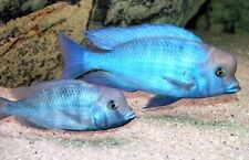 Haplochromis moorii 3.5 for sale  Miami