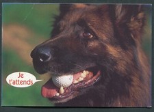 Cpm chien humor d'occasion  Expédié en Belgium