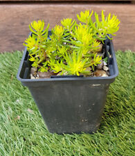 Sedum rupestre aurea d'occasion  Perpignan-