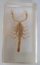 Insecte résine d'occasion  Yvetot