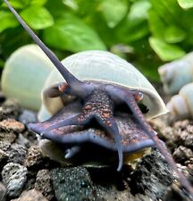 Blue mystery snails for sale  Newark