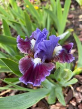 Schwertlilie iris nana gebraucht kaufen Schwertlilie iris nana gebraucht kaufen  Tussenhausen