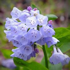 Mertensia virginica virginia for sale  San Francisco