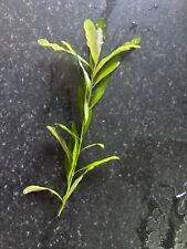 Cheap tropical aquarium for sale  WALLINGTON